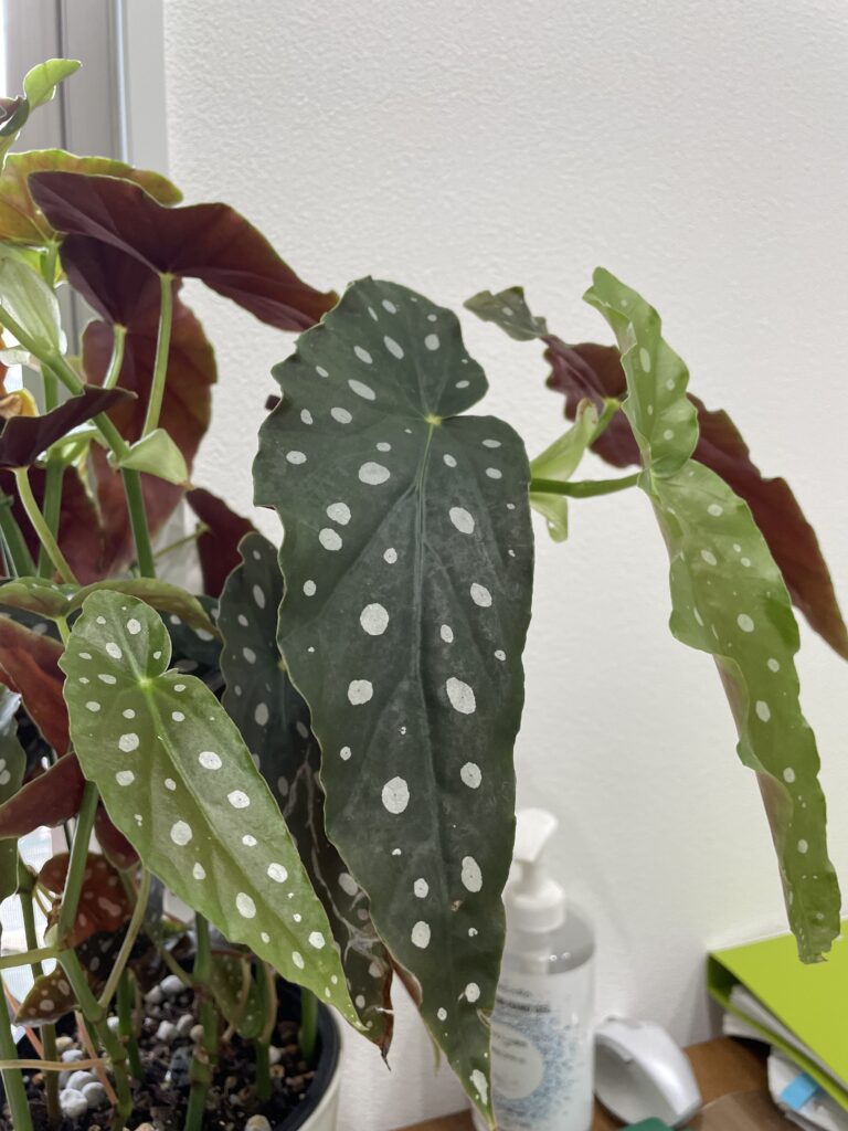 観葉植物